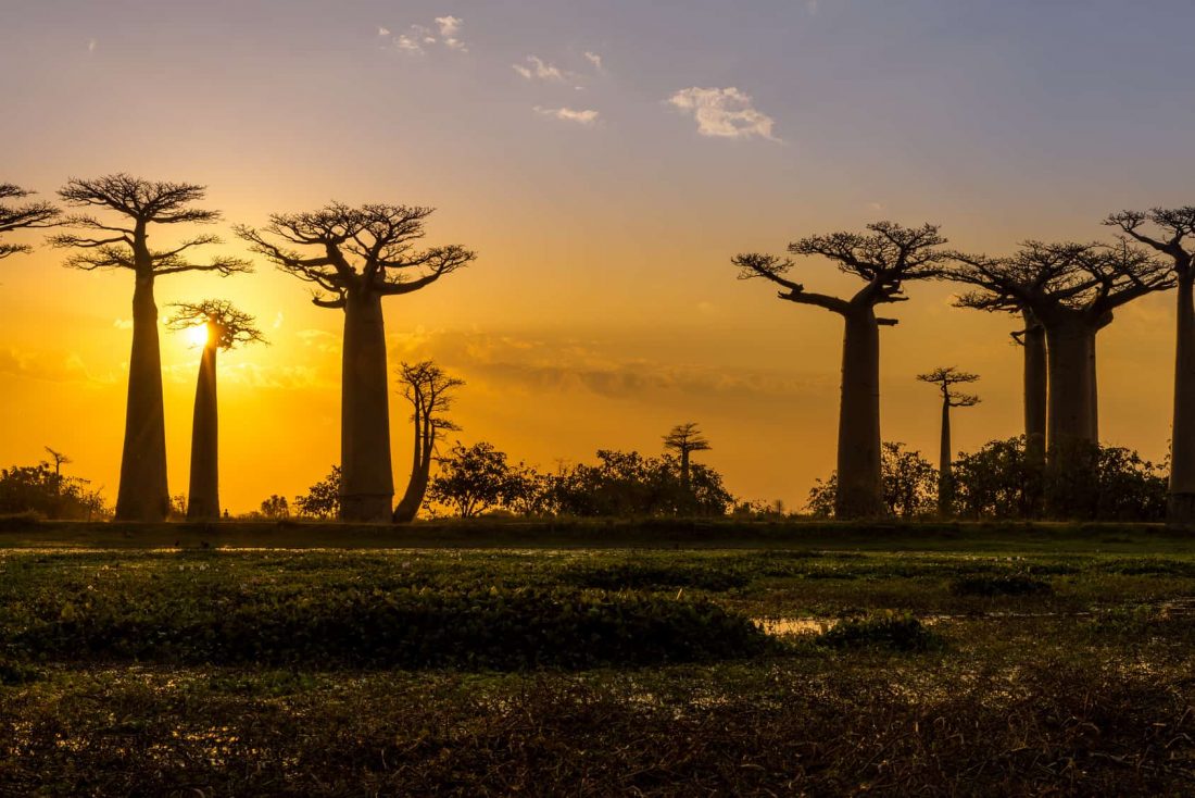 Avenue of the Baobabs Madagascar