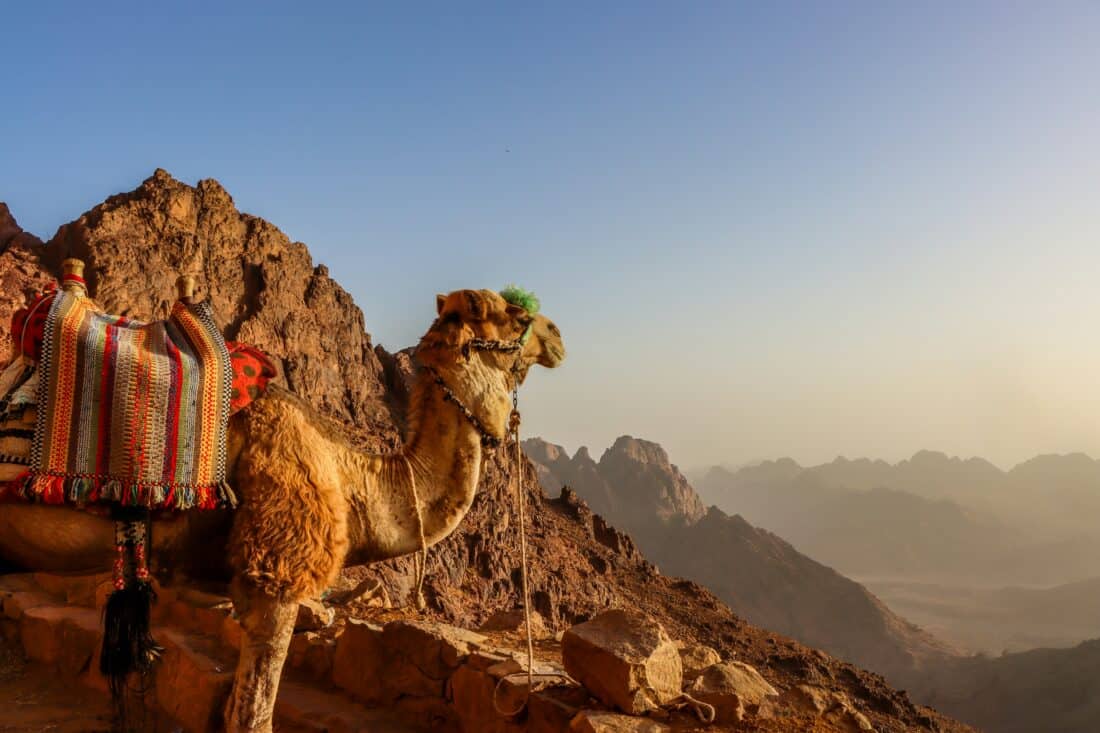 Camel by sharm el sheikh Egypt