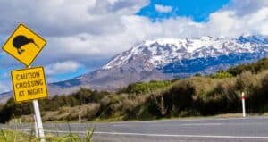 Kiwi Crossing New Zealand