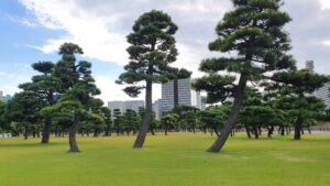 Japanese Trees in Tokyo
