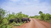 Kruger National Park South Africa