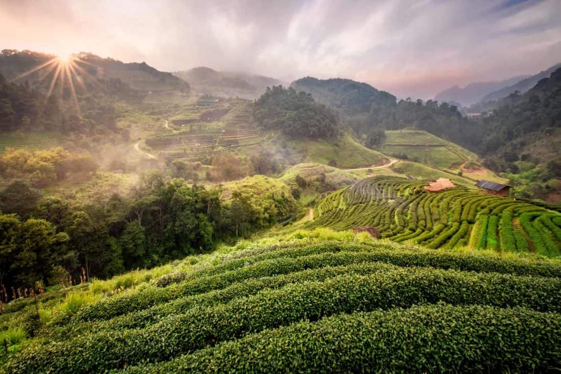 Teeanbau bei Chiang Mai, Thailand