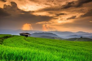 Paddy Green in the sunset, Chiangmai province of Thailand